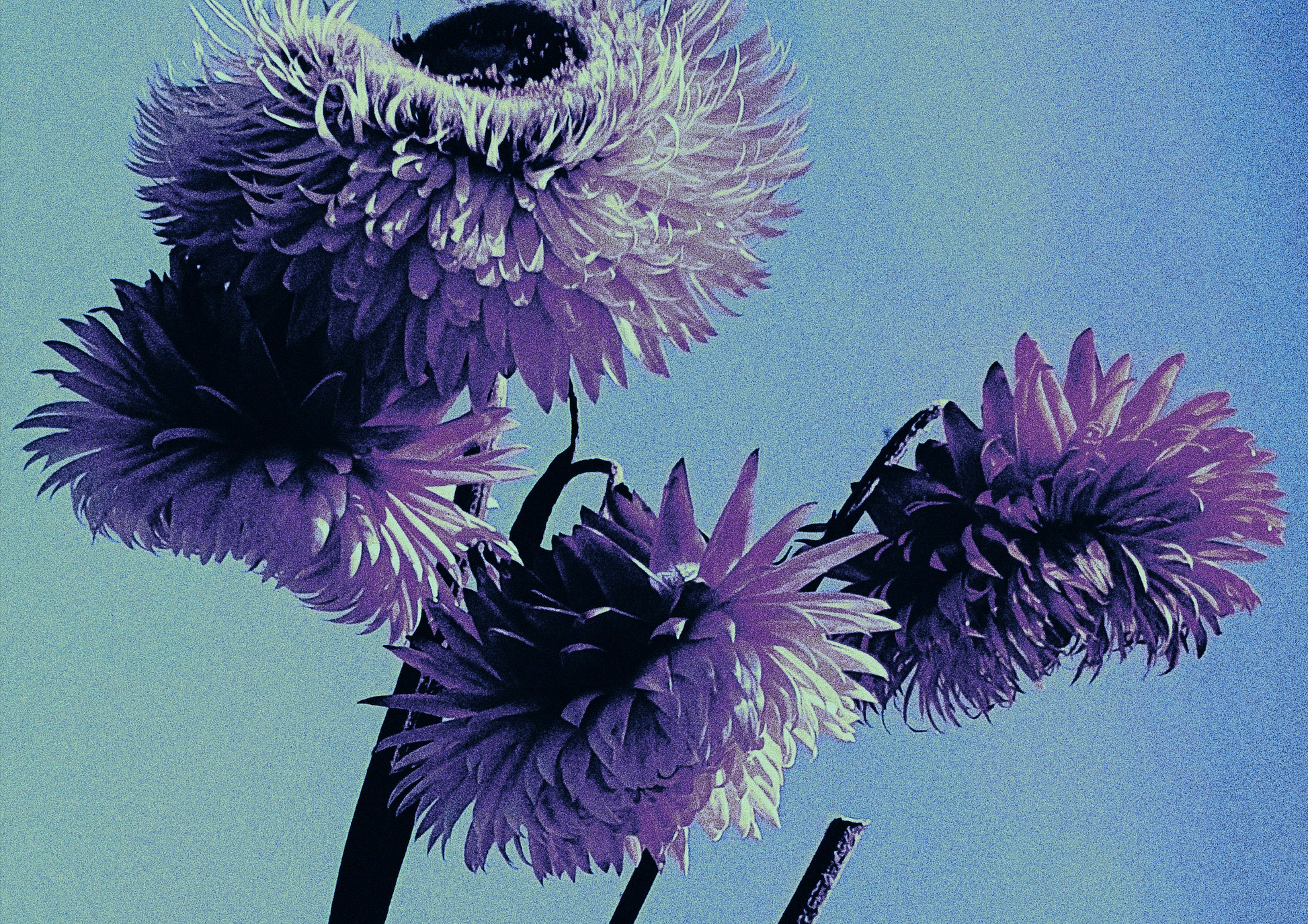 LILAC WINE